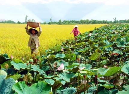 CẨM NANG DU LỊCH ĐỒNG THÁP 2026