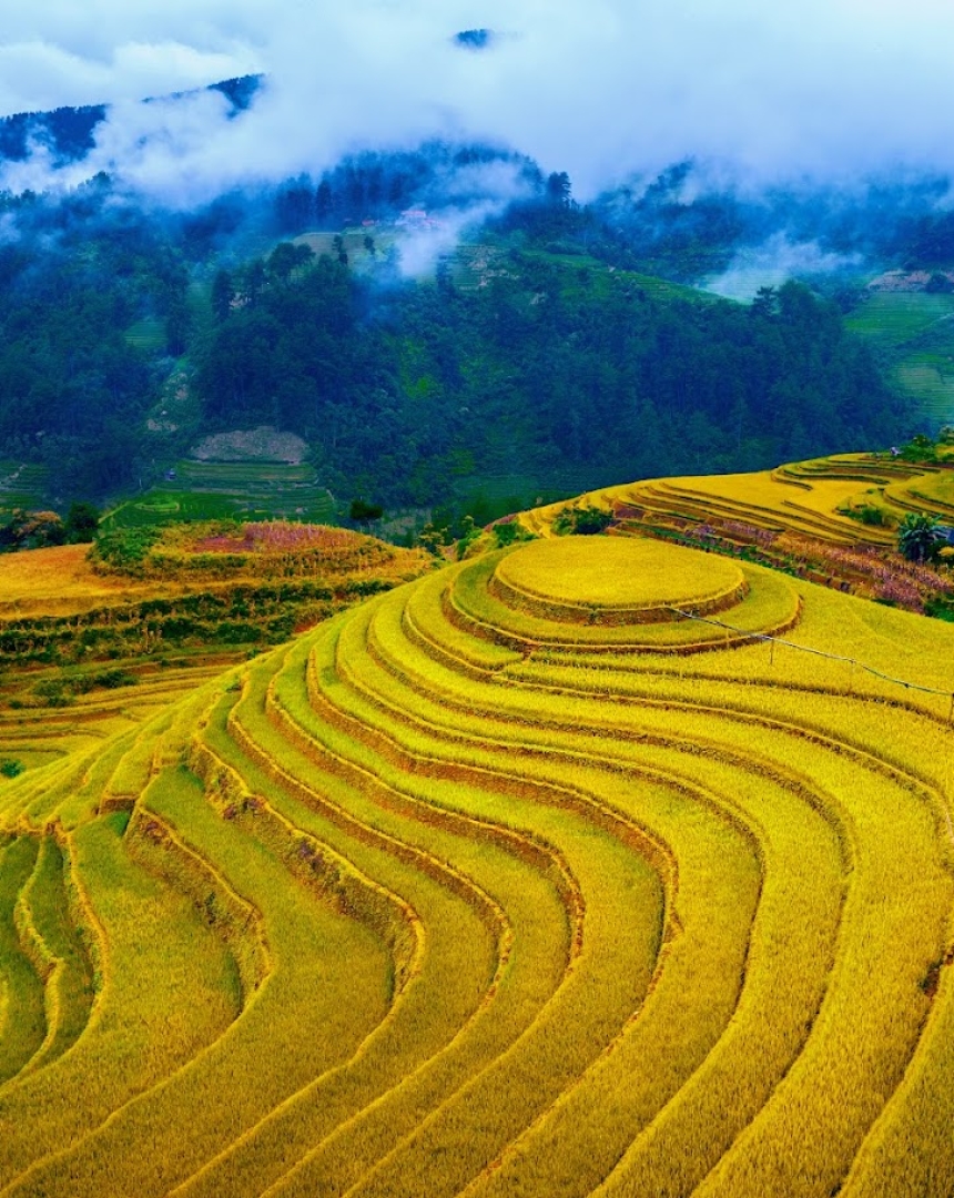 Kinh nghiệm du lịch Sa Pa – Lào Cai mùa lúa chín