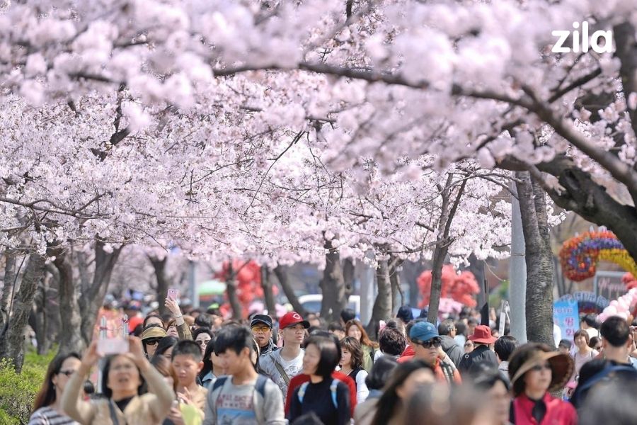 Lễ hội hoa xuân Yeongdeungpo Yeouido